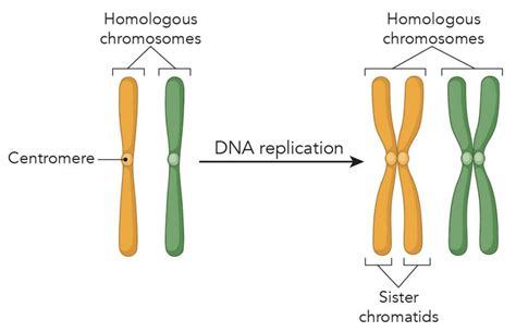 how is a replicated chromosome similar to a chromatid
